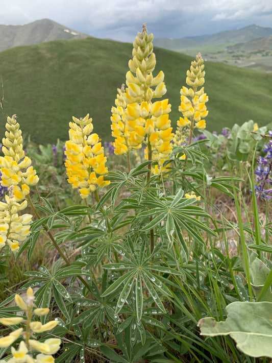 Lupine 10