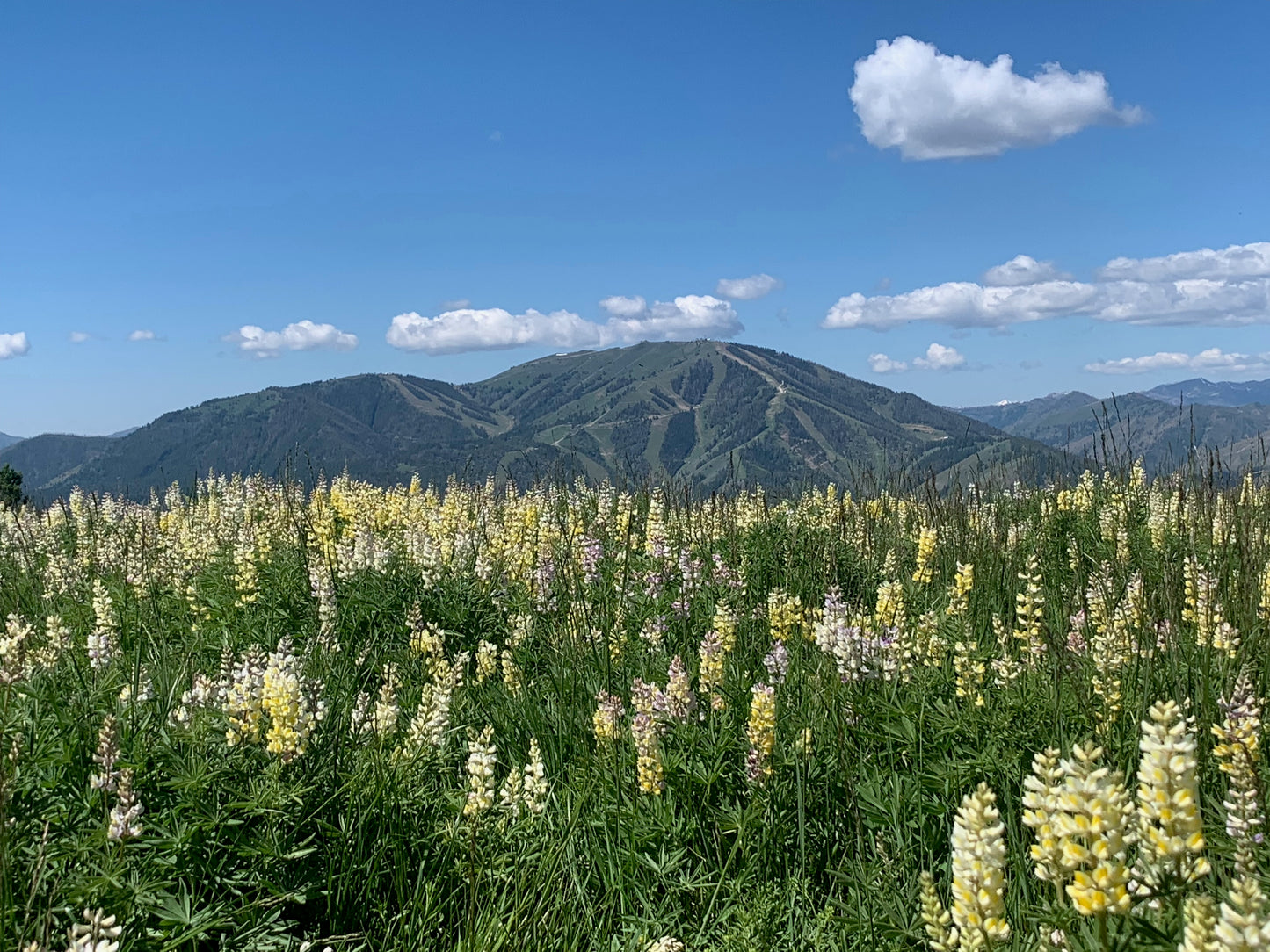 Baldy with summer lupine 3