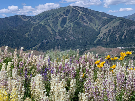 Baldy with summer lupine