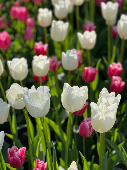 White and pink tulips