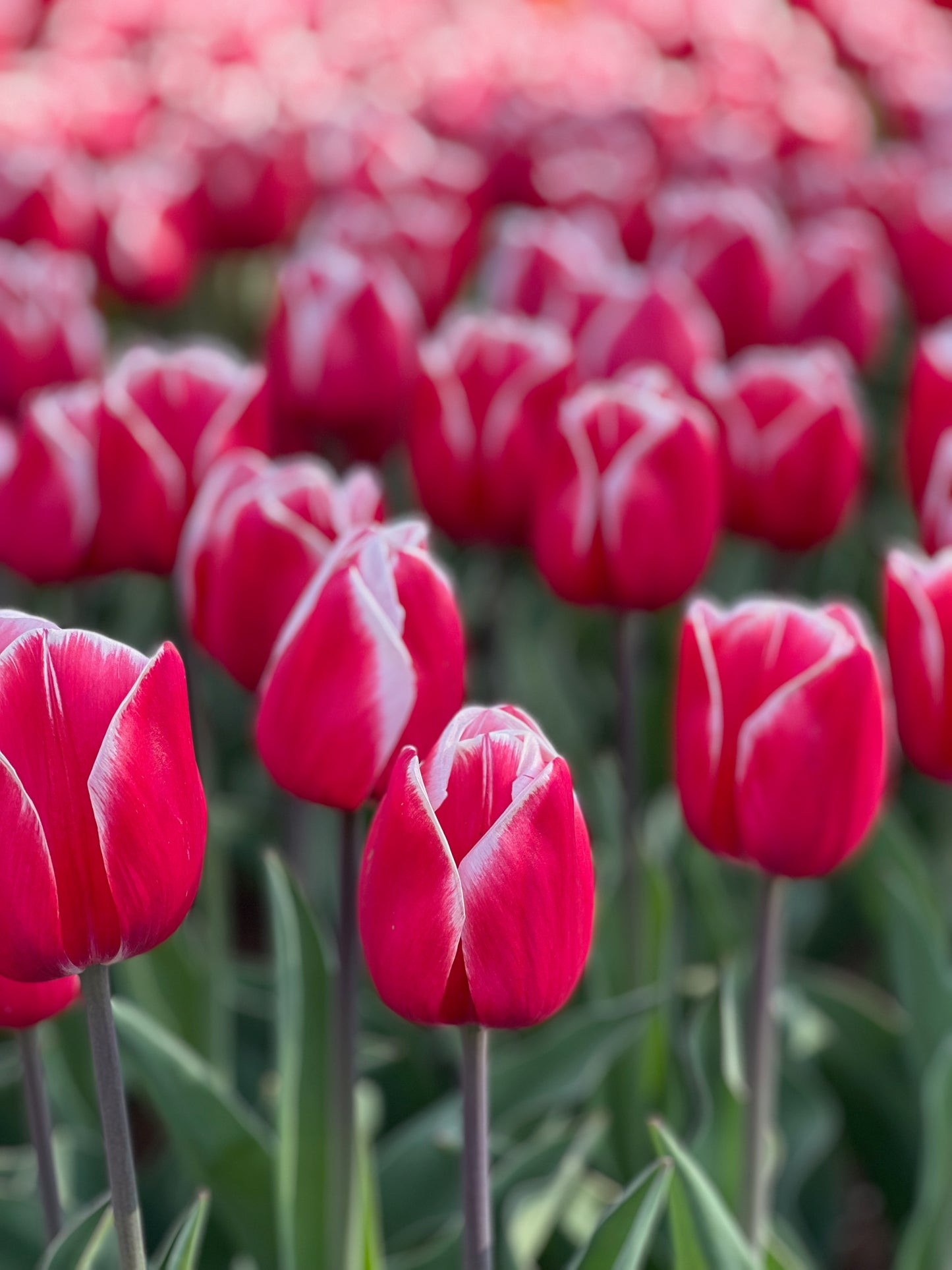 Red tulips with white trim