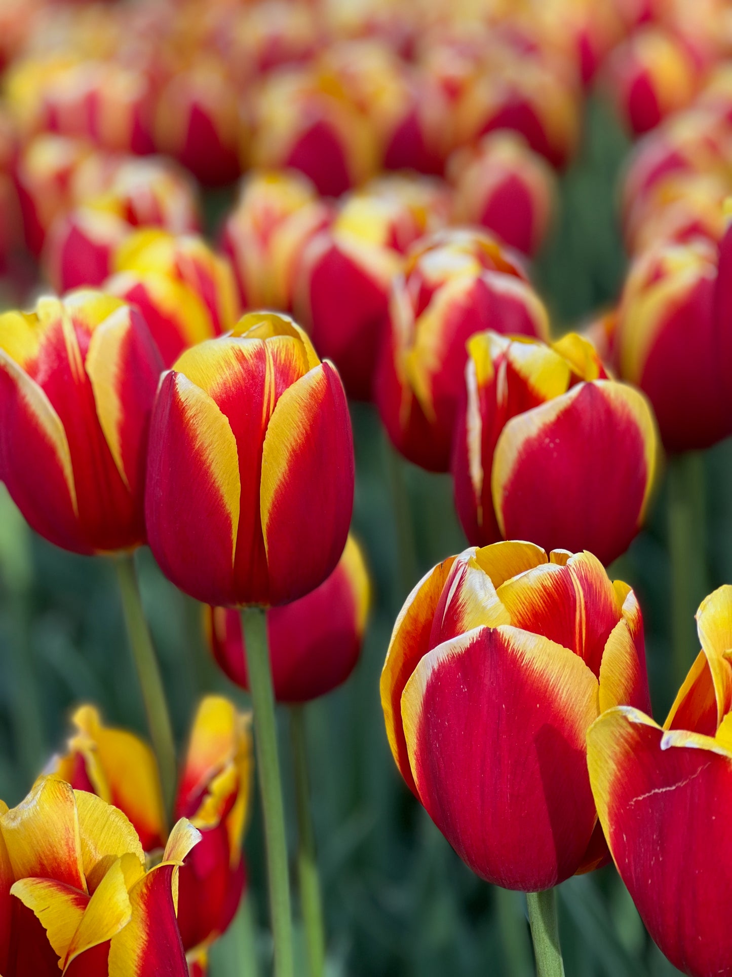 Red tulips with yellow 2