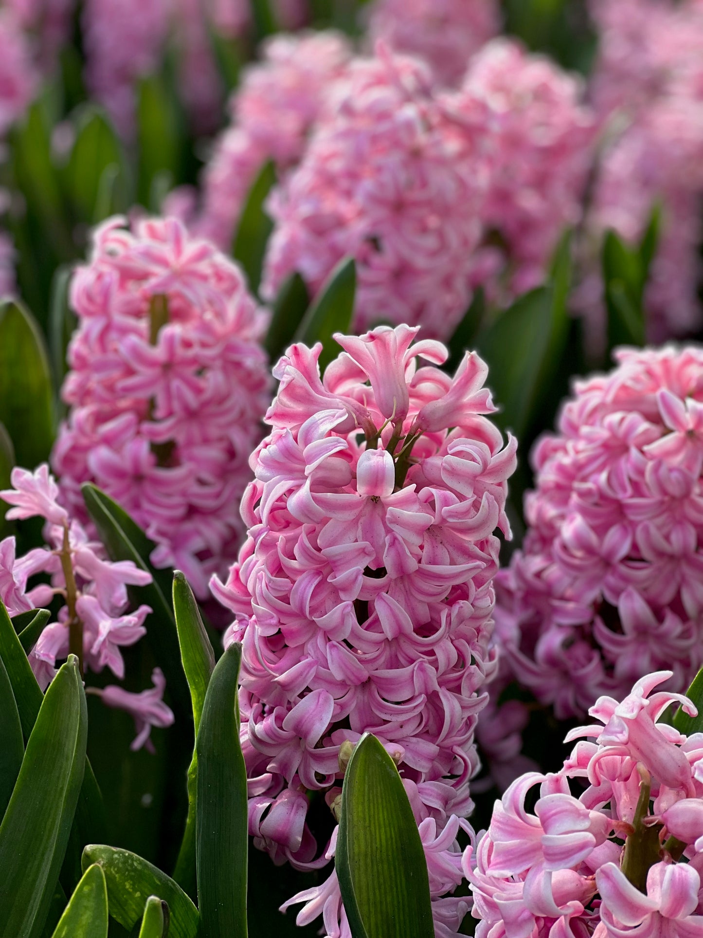 Pink Hyacinths