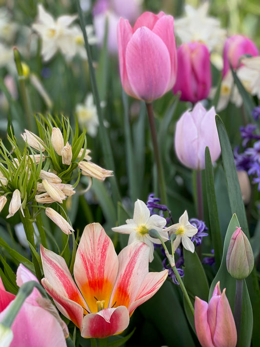 Spring flowers