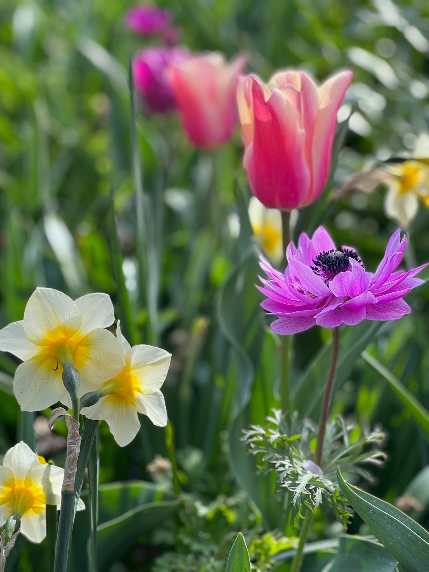 Spring flowers 2