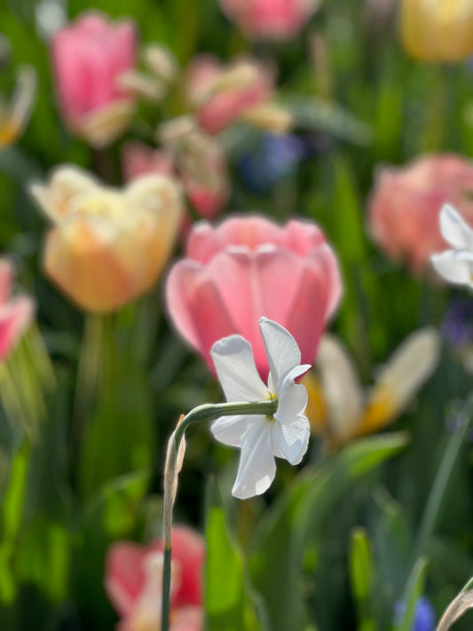 blushing to pink tulip