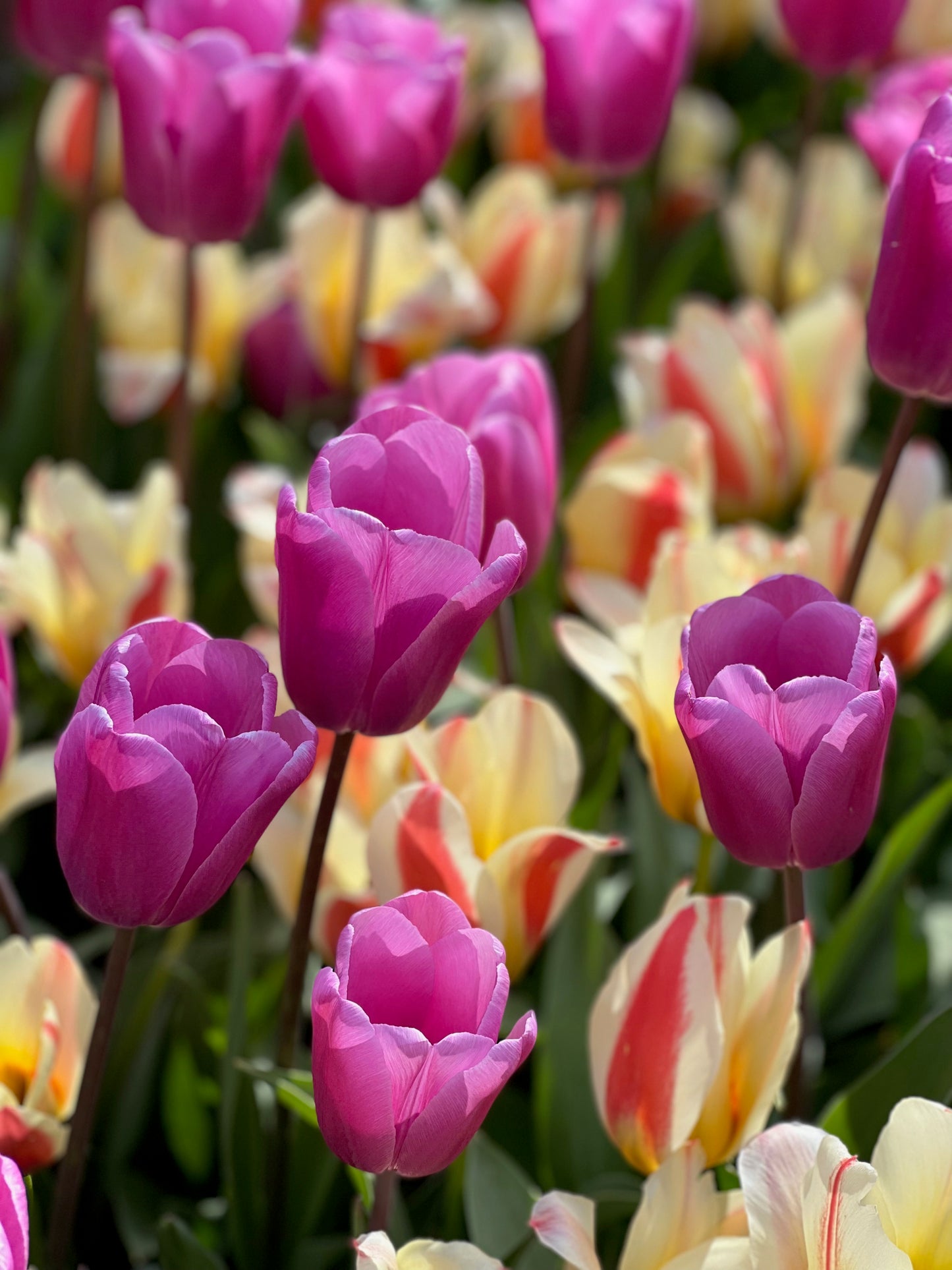 Sunlit pink tulips