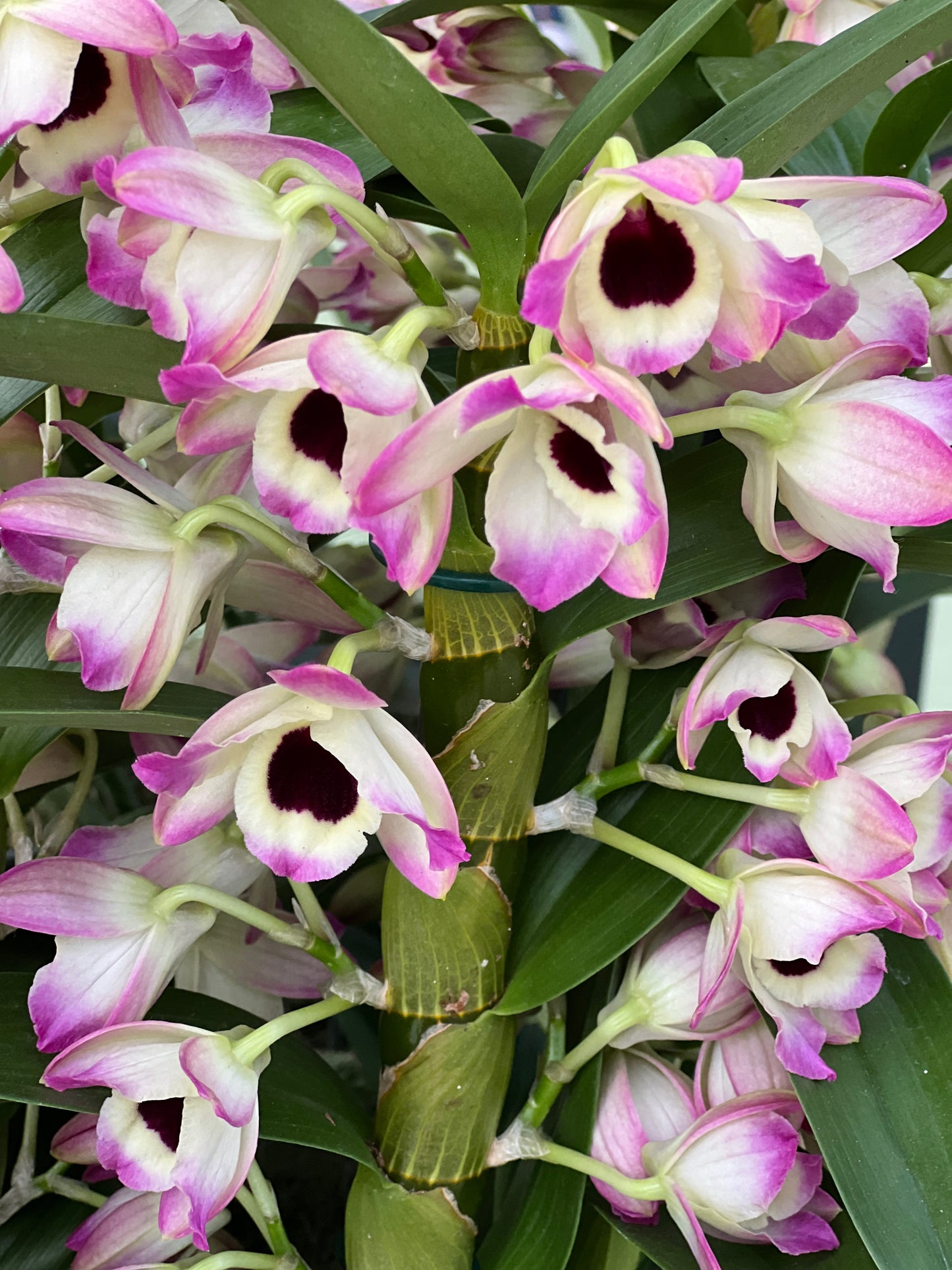 Dark center orchid