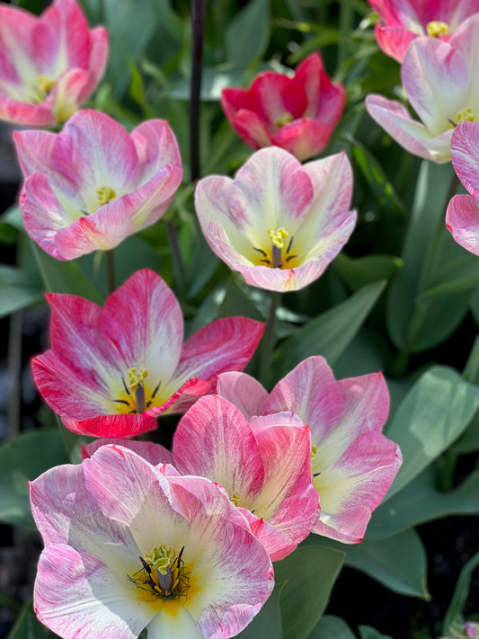 Stunning pink tulips