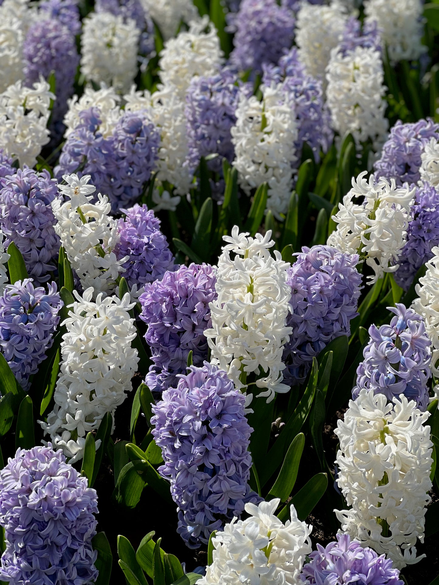 purple and white hyacinth