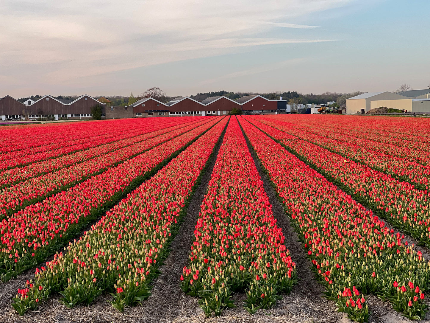 Fields of red tulips