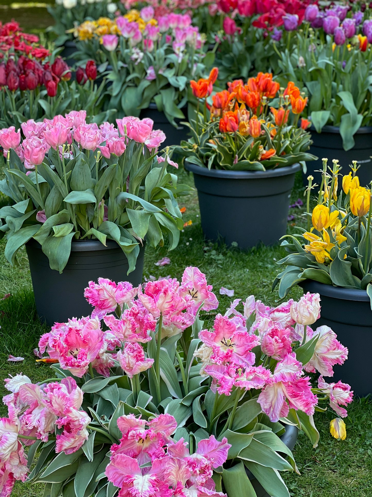 Pots and pots of tulips 2