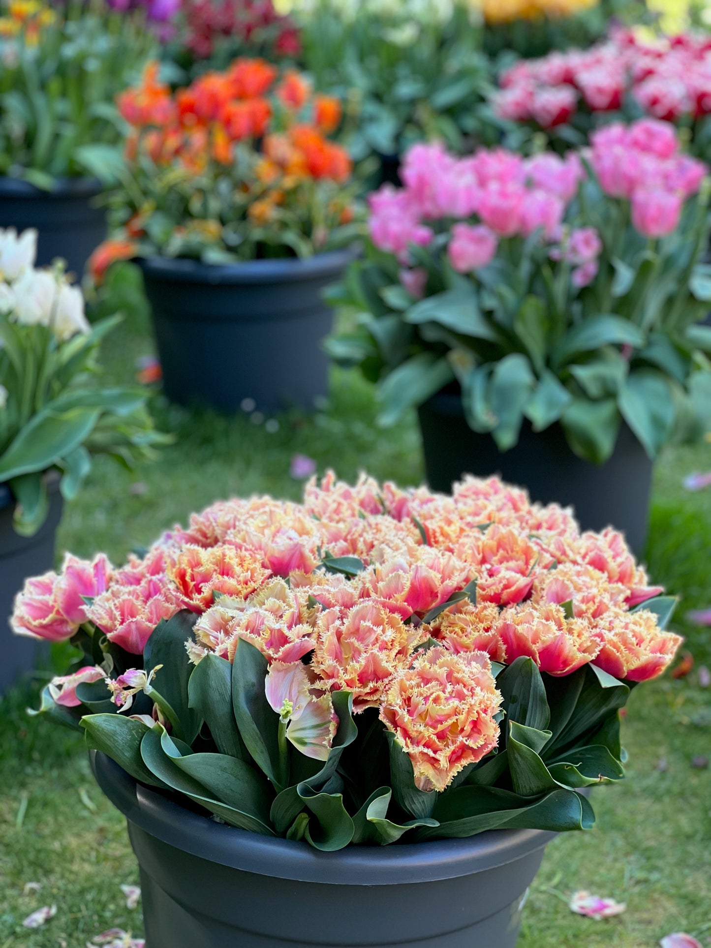 Pots and pots of tulips 3