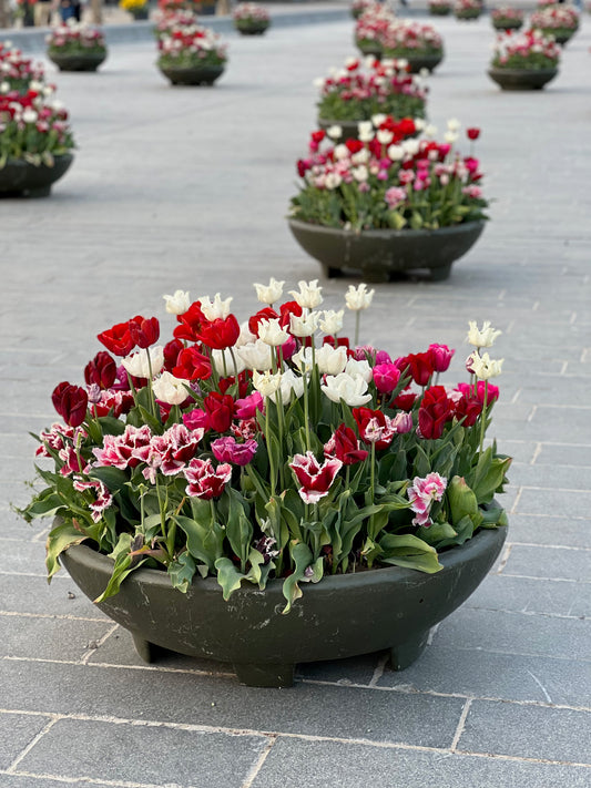 Pots and pots of tulips