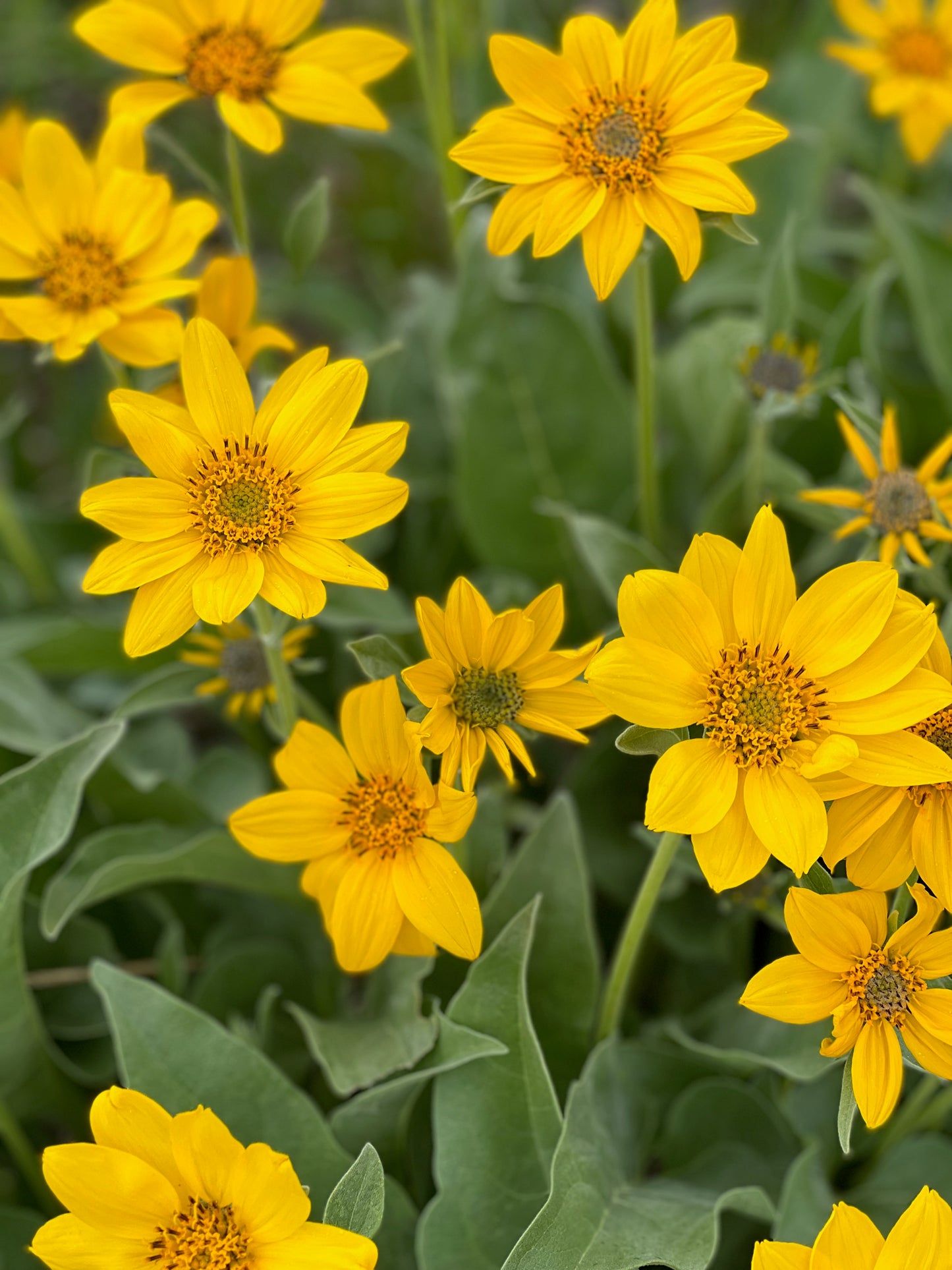 Arrowleaf Balsamroot