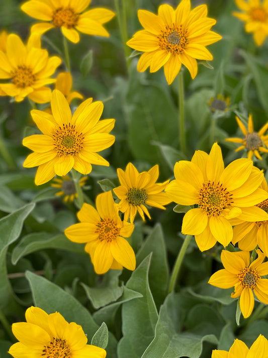 Arrowleaf Balsamroot