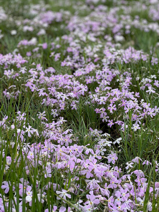 Phlox