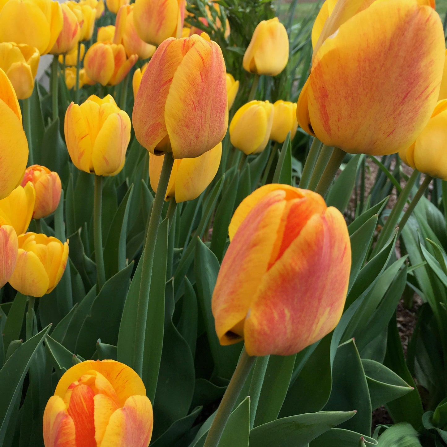 Bright yellow tulips