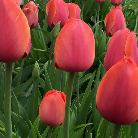 Bold pink tulips