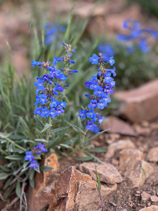 Penstemon 2