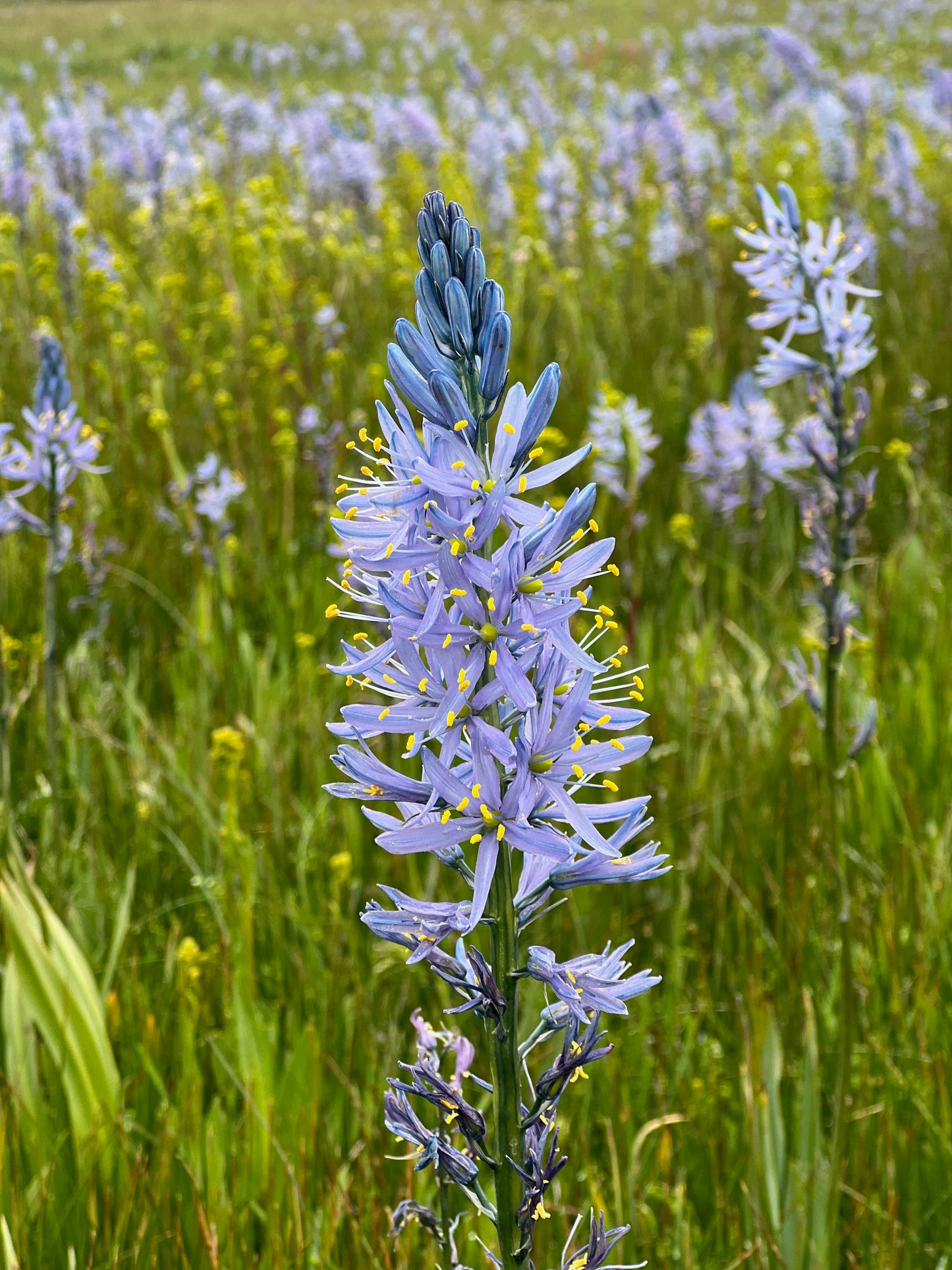 Camas lilies 2