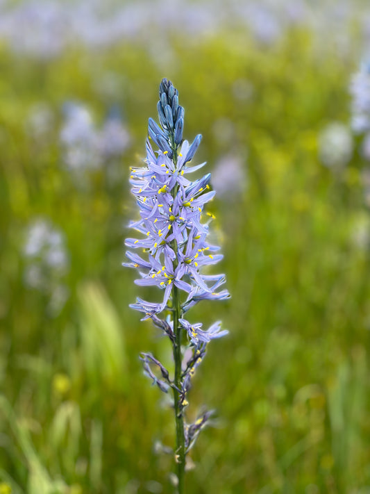 Camas Lilies