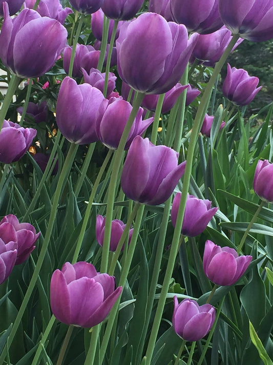 Purple tulips