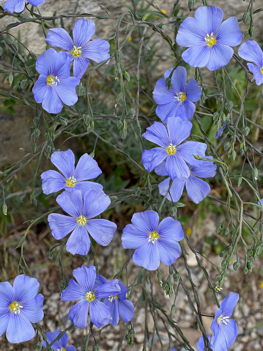 Blue flax