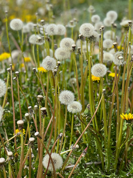 Dandelion garden