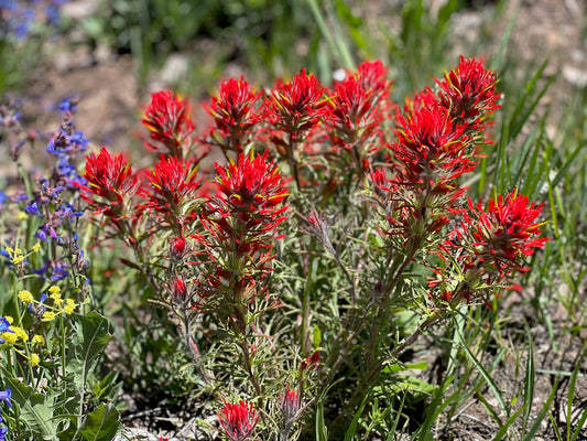 Paintbrush 2