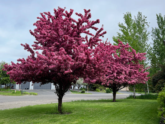 Pink flowering crabapple 2
