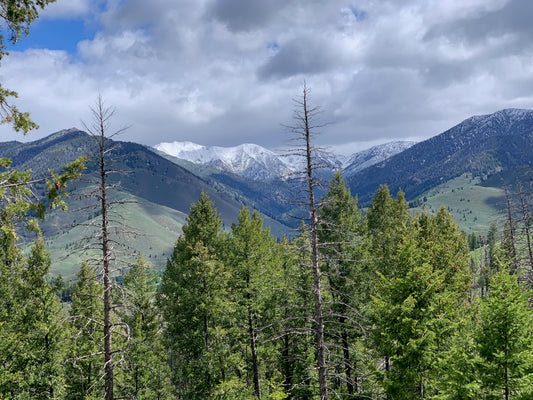 View from Fox Creek 2