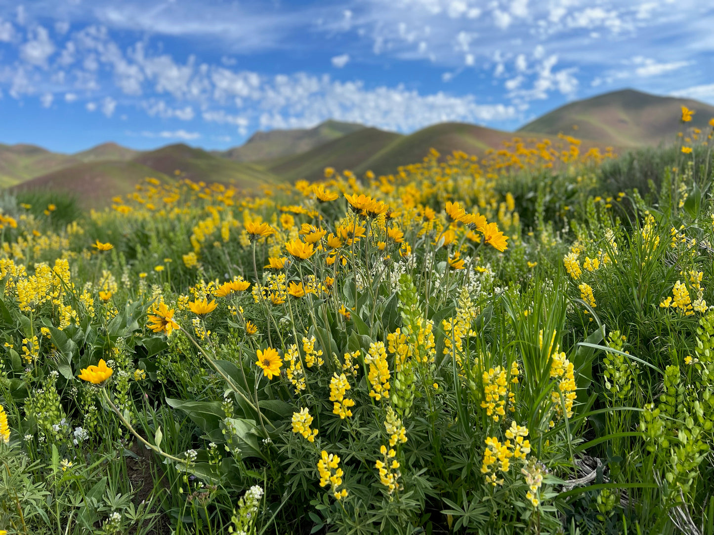 Croy Canyon Flowers