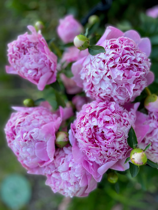 Pretty pink peonies