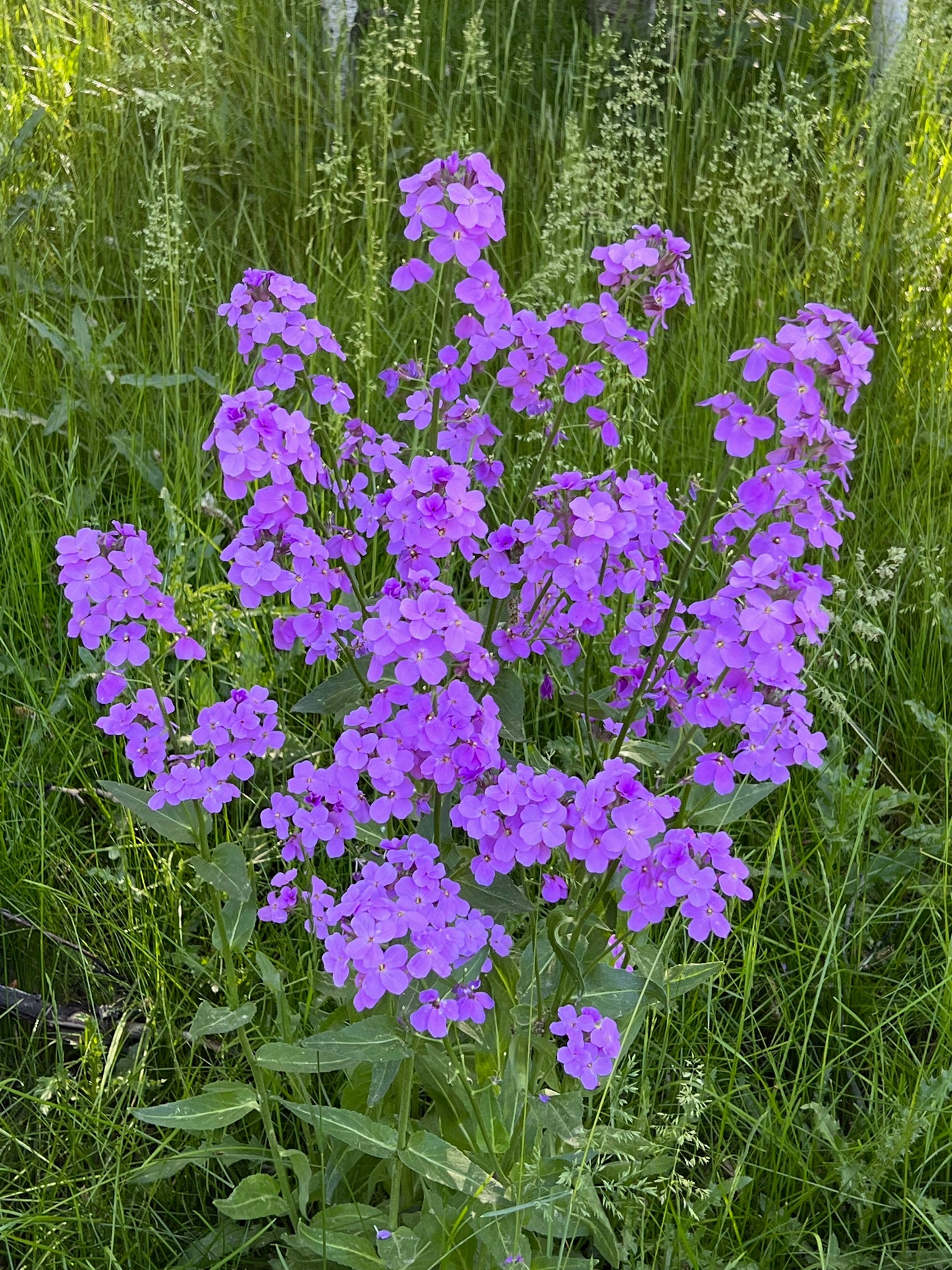 Tall wild phlox