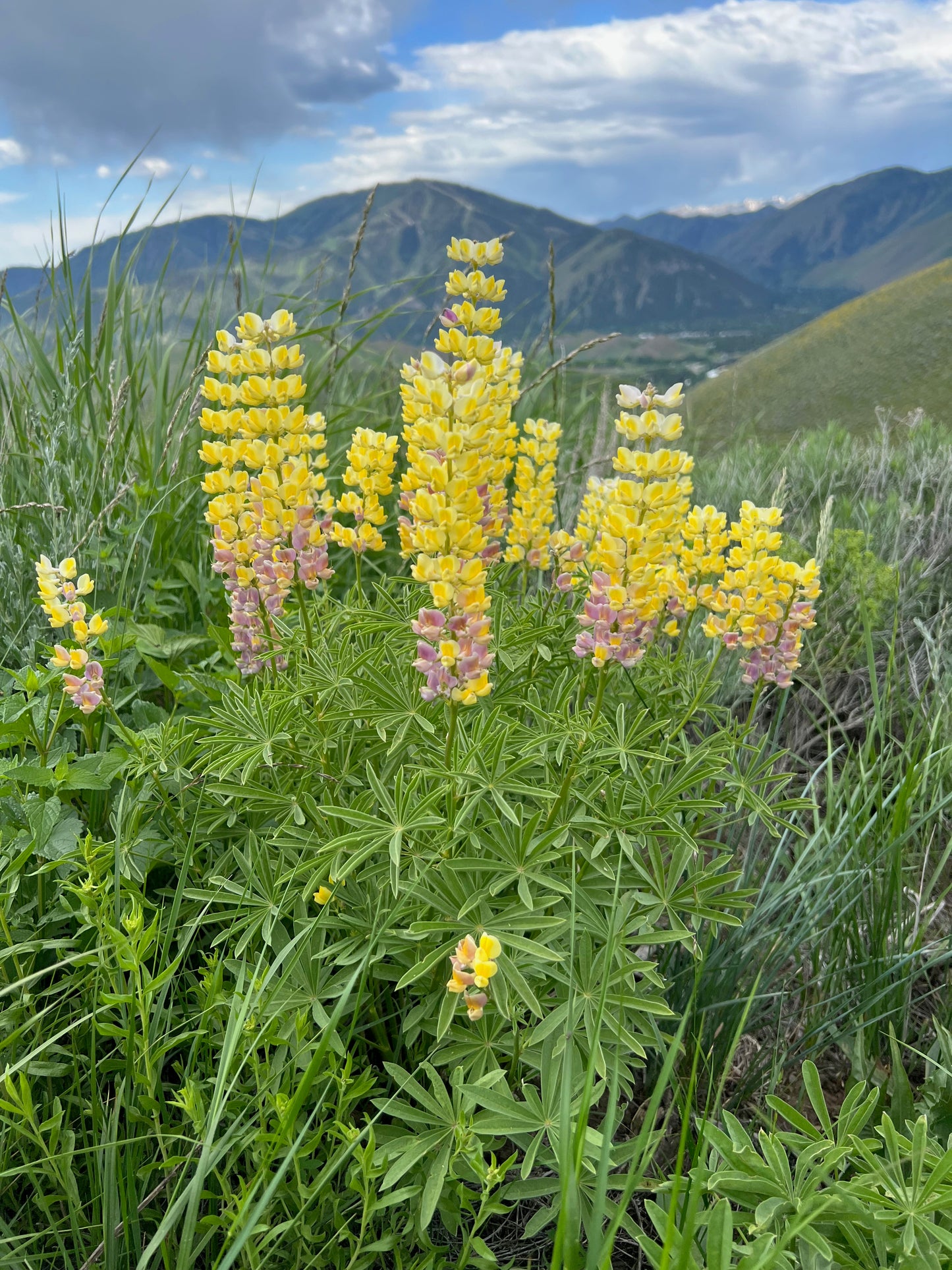 Baldy with summer lupine 2