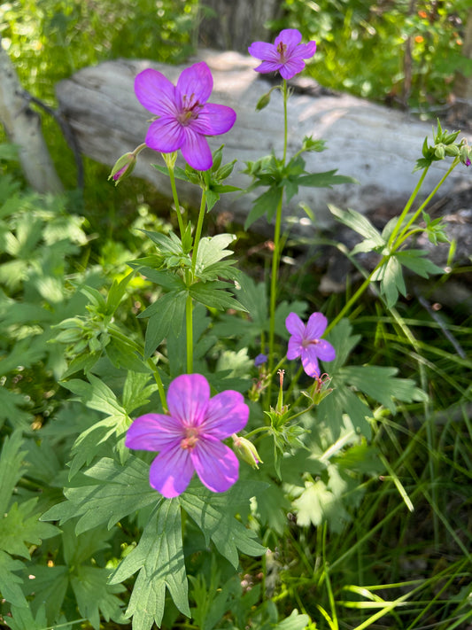 Wild geranium 2