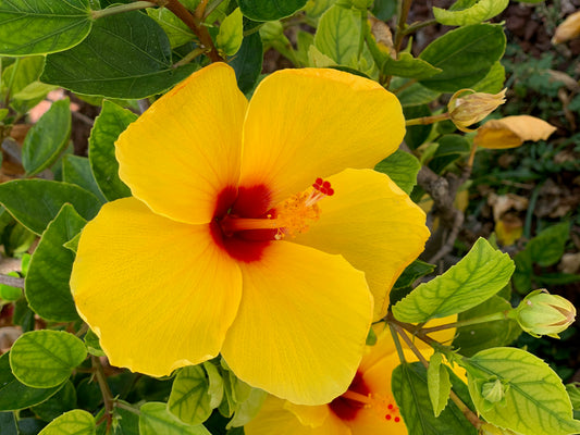 Yellow hibiscus