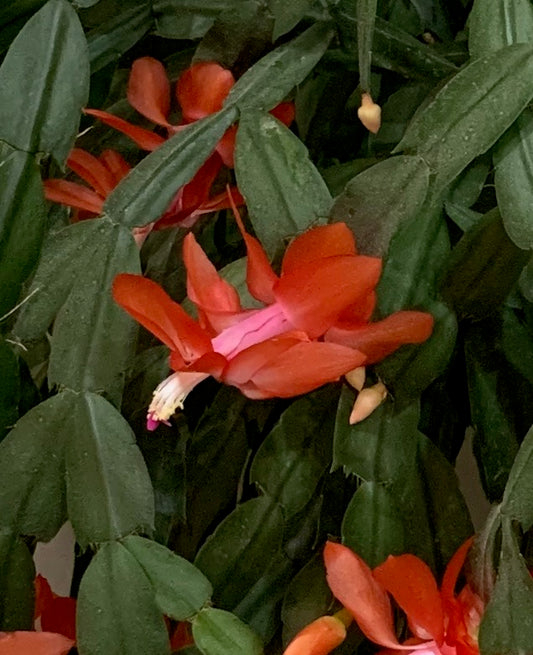 Christmas cactus