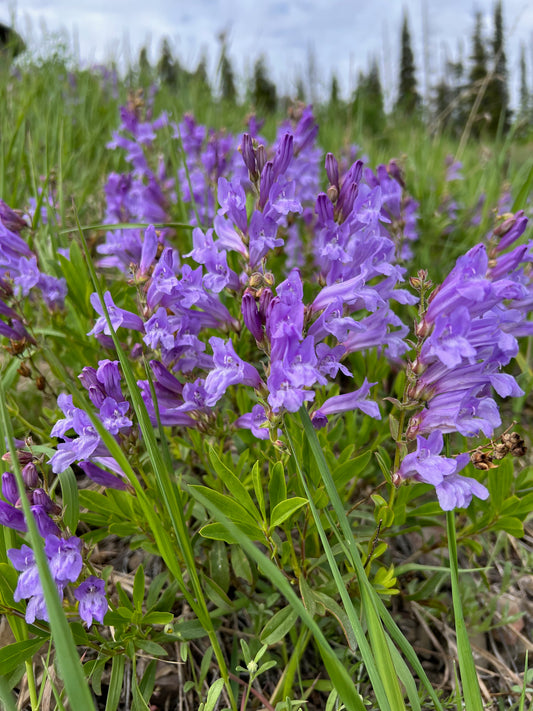 Penstemon