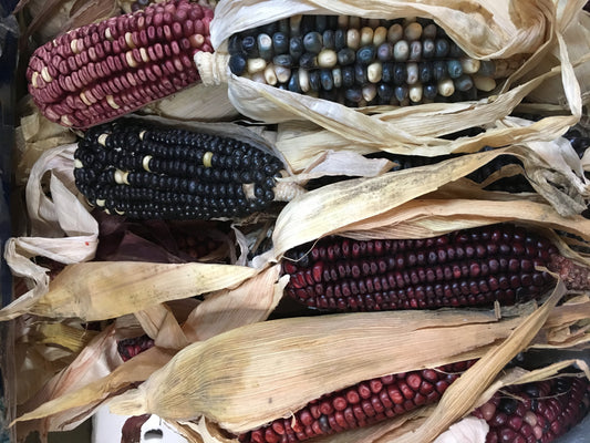 Harvest corn