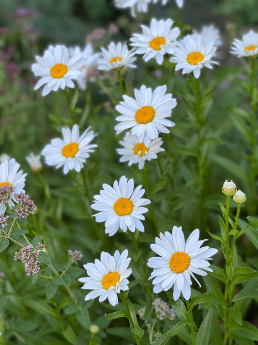 Daisies 2