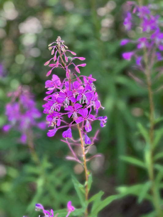 Fireweed