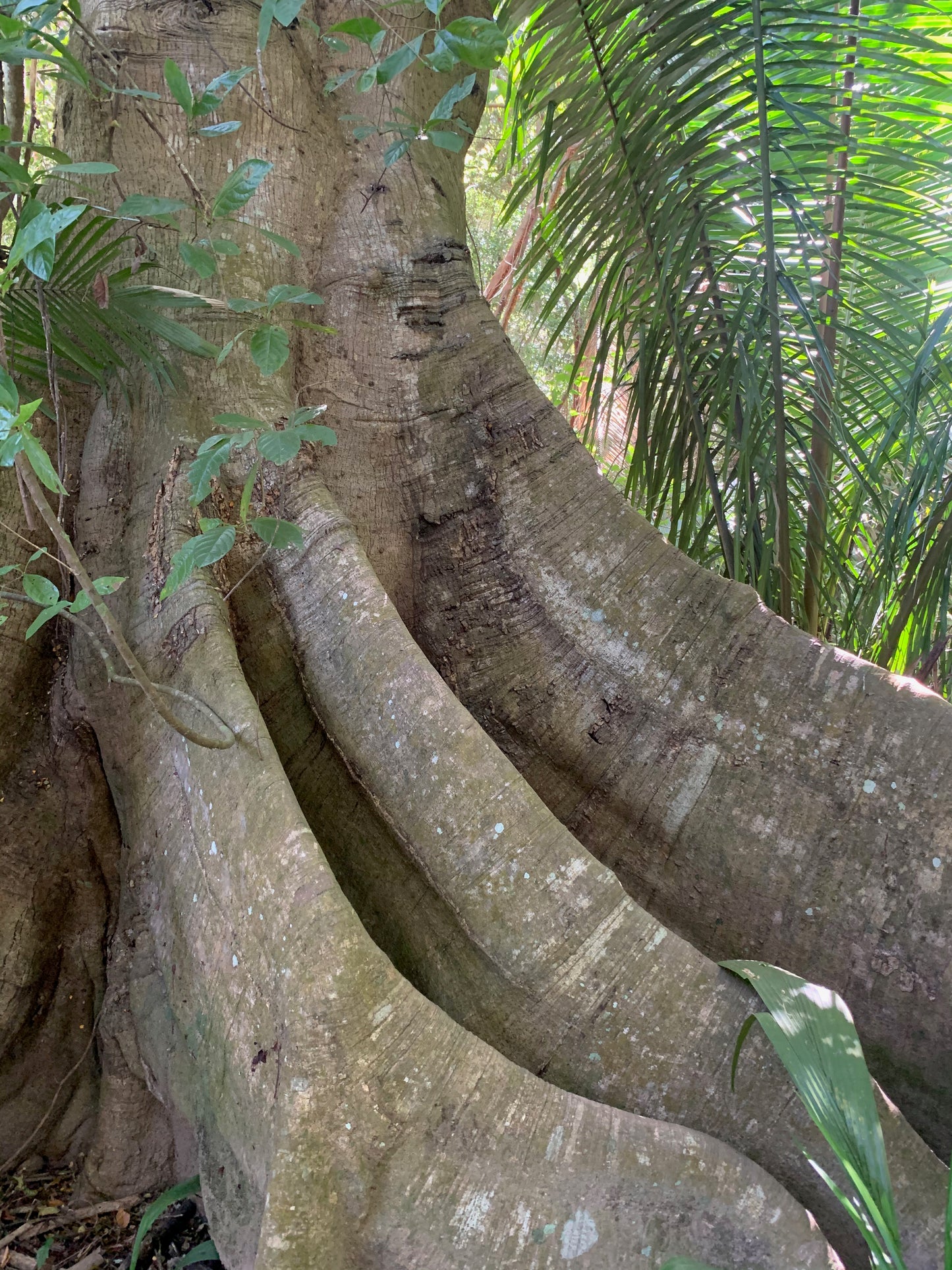 Elephant tree