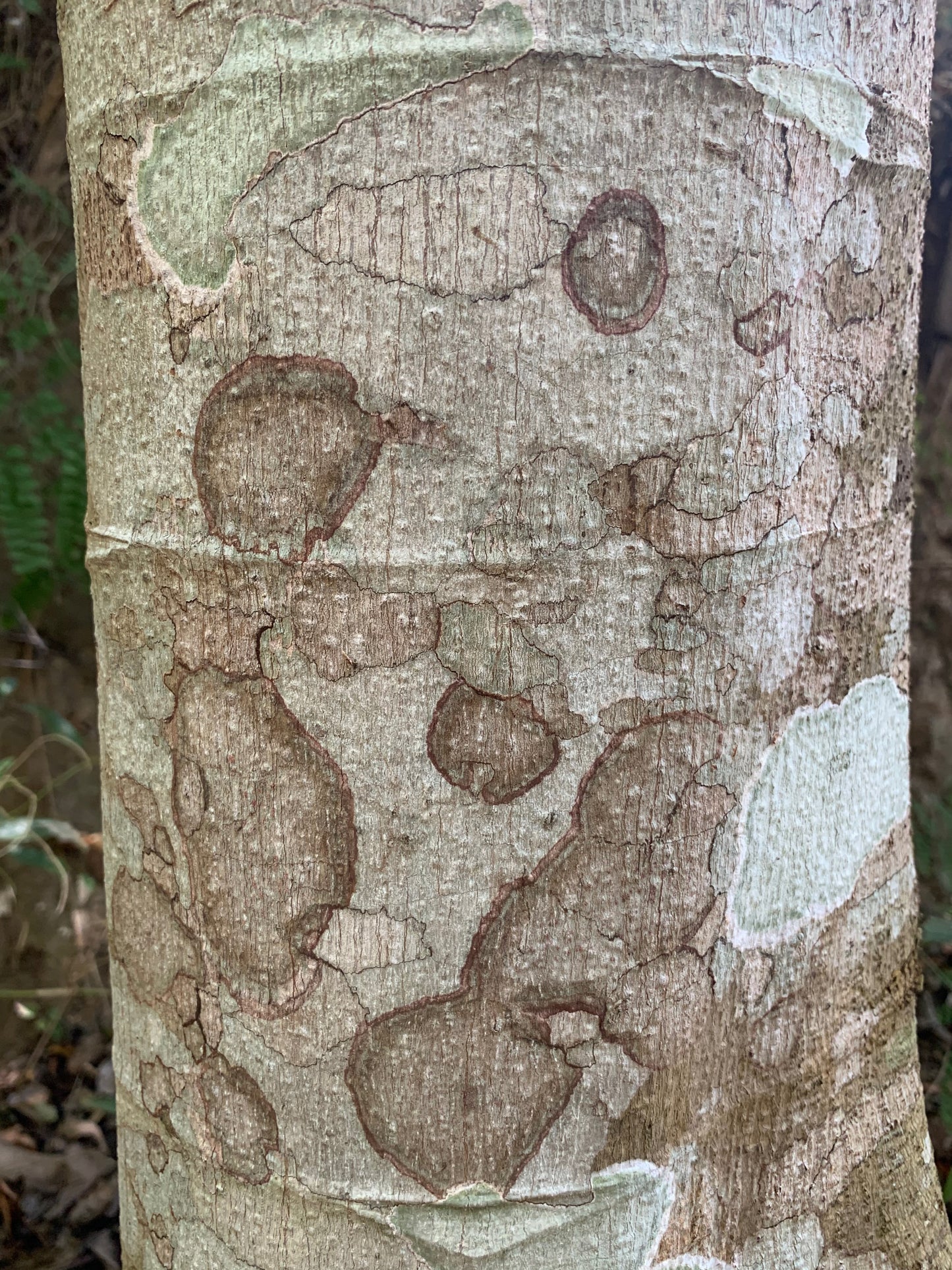 Blotchy bark