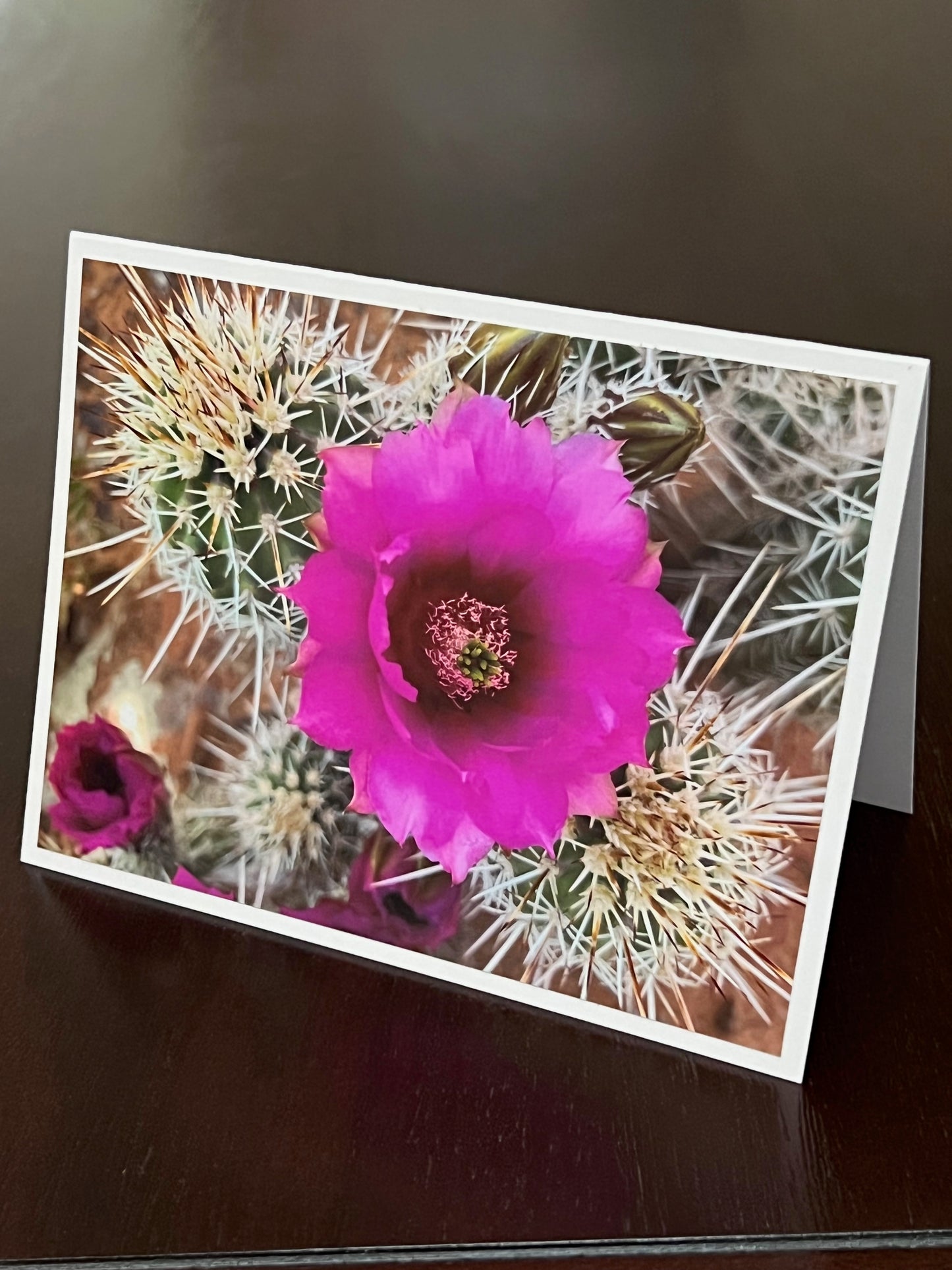 Flowering cactus