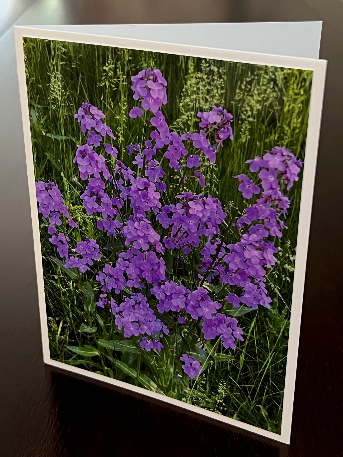 Tall wild phlox