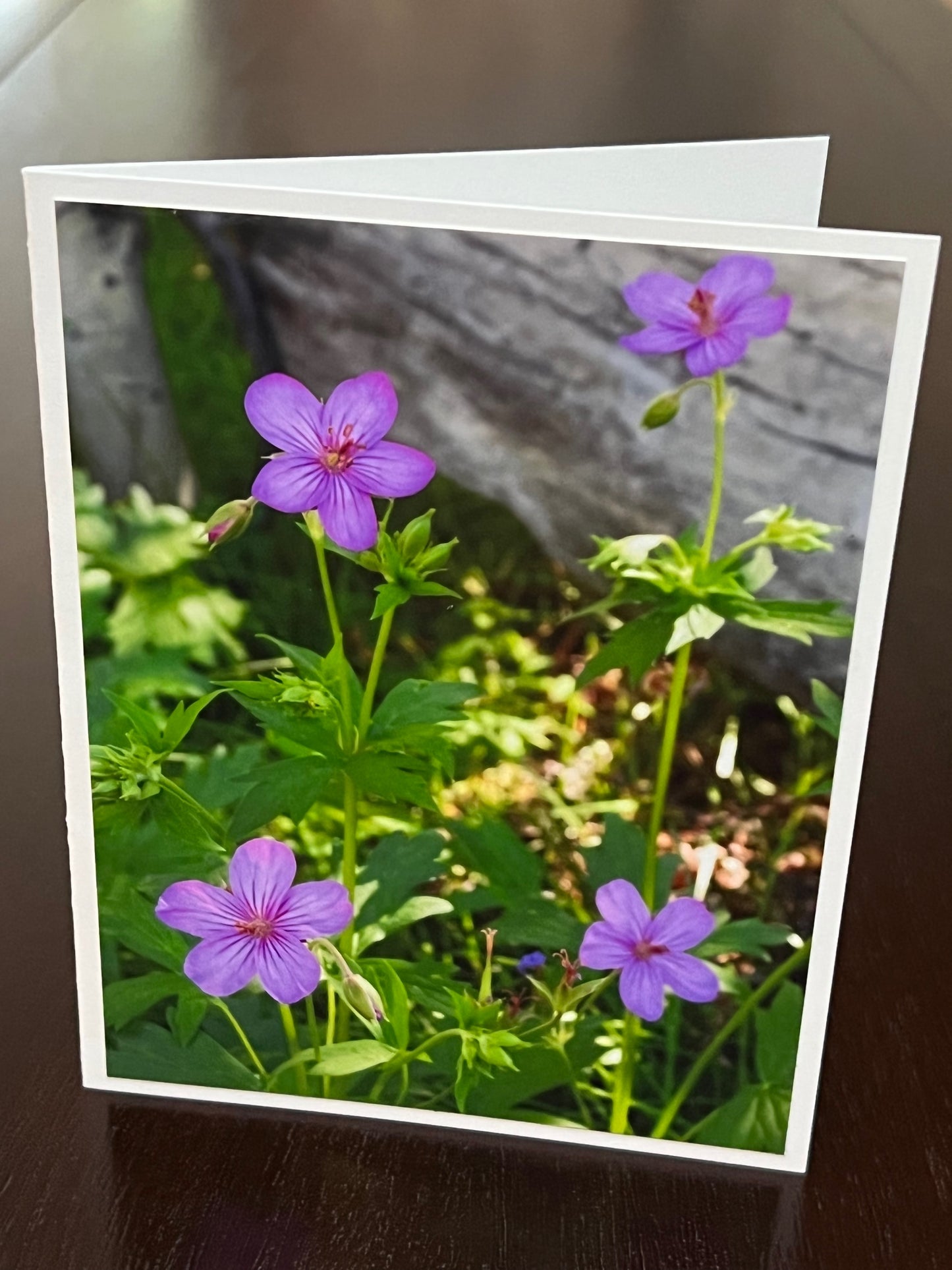 Wild geranium