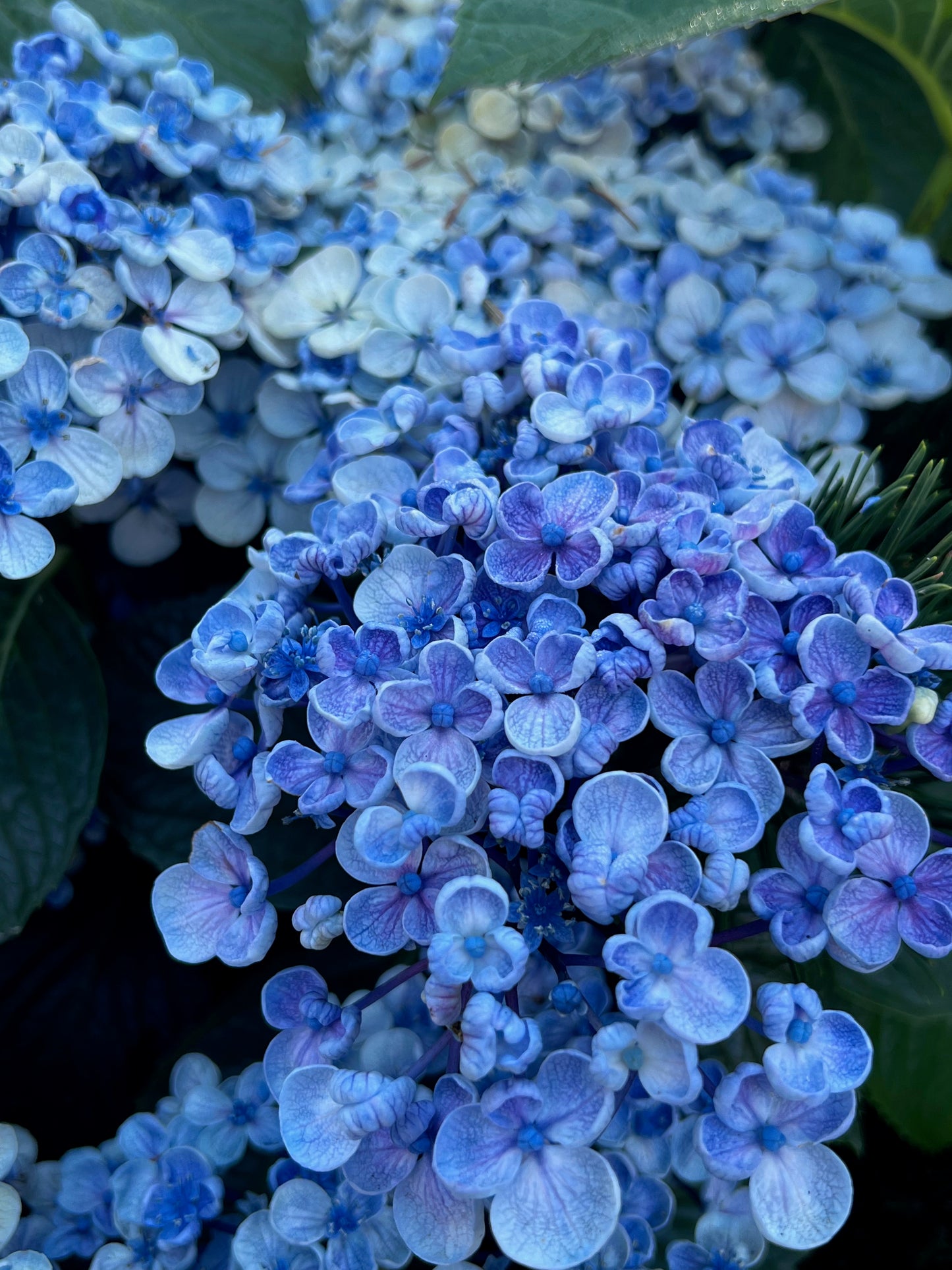 Blue hydrangea