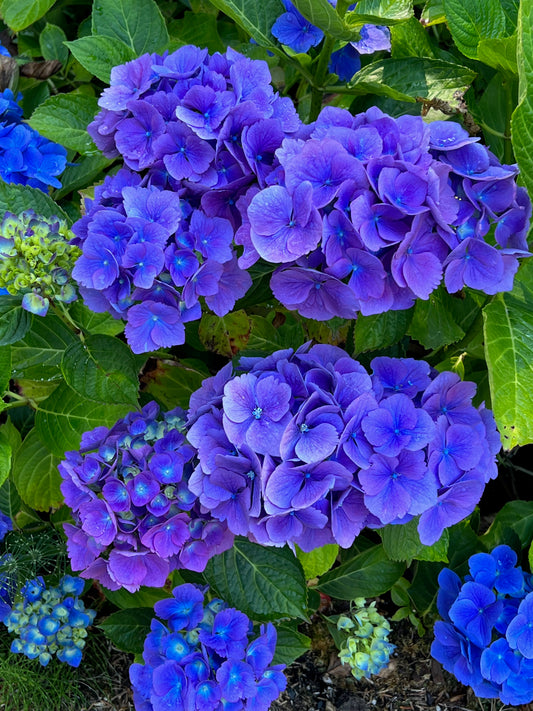 Blue hydrangea 2